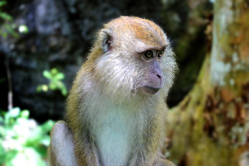 Bild Behrden warnen vor malariaverseuchten Affen