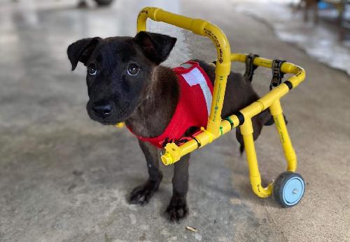 Bild Die Retter der Hunde - Dog Rescue Thailand