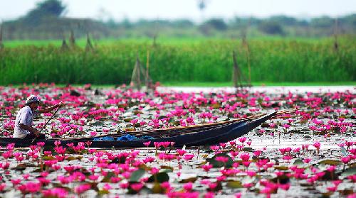 Bild Lotusbltenzauber auf Thailands grtem Swassersee