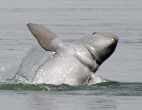 Bild Irrawaddy-Delfine werden endlich geschtzt