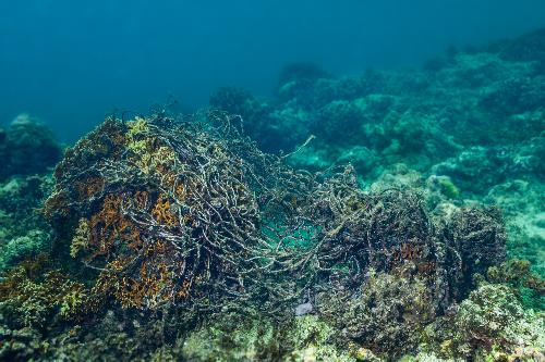 Bild Klimawandel bedroht Thailands marine kosysteme