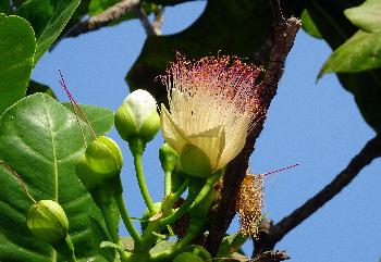 Bild Mangroven pflanzen fr mehr Artenvielfalt in Thailand