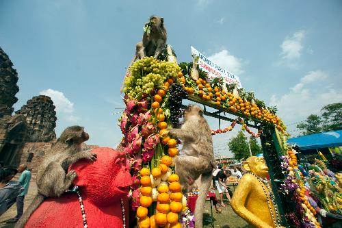 Monkey-Festival Lopburi - das einzigartige Affenbuffet - Veranstaltungen - Bild 1