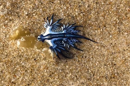 Bild Phuket warnt vor gefhrlichen Blauen Drachen am Strand