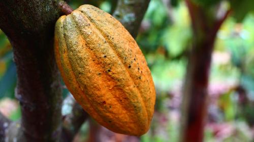 Thailands Kakao und Schokolade - Thailand Blog - Bild 2