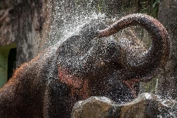 Bild Elephant Retirement Park - Ethisch gefhrte Elefantenpension  - Phuket