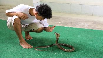 Pasteur-Institut Snake Farm - Bangkok Video