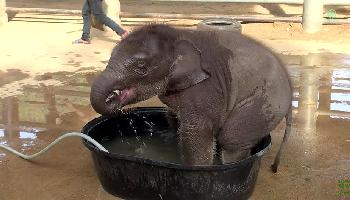 Babyelefant - ab in die Wanne - Chiang Mai Video