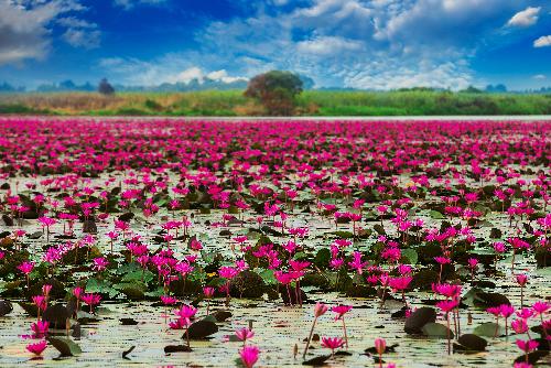 Bild Nakhon-Sawan in Thailands Norden - Die Vielfalt Thailands entdecken - Authentisches Thailand: Abseits der Touristenstrme in Nakhon Sawan