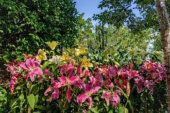 Blumenpracht im Chaloem Phrakiat Park - Gerhard Veer - Bild 1 - mit freundlicher Genehmigung von Veer 