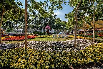 Blumenpracht im Chaloem Phrakiat Park - Gerhard Veer - Bild 3 - mit freundlicher Genehmigung von Veer 