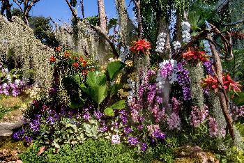 Blumenpracht im Chaloem Phrakiat Park - Gerhard Veer - Bild 4 - mit freundlicher Genehmigung von Veer 