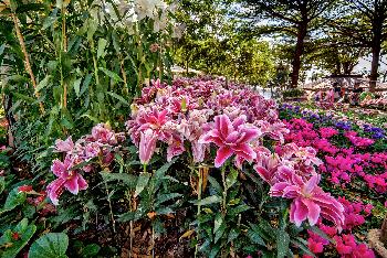 Blumenpracht im Chaloem Phrakiat Park - Gerhard Veer - Bild 5 - mit freundlicher Genehmigung von Veer 