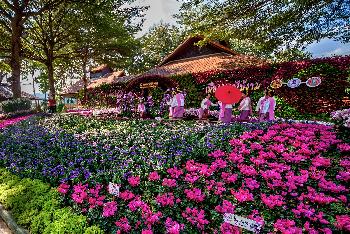 Blumenpracht im Chaloem Phrakiat Park - Gerhard Veer - Bild 6 - mit freundlicher Genehmigung von Veer 