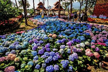 Blumenpracht im Chaloem Phrakiat Park - Gerhard Veer - Bild 8 - mit freundlicher Genehmigung von Veer 