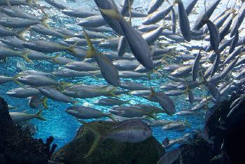 Die Unterwasserwelt rund um Krabi Bild 1 - 