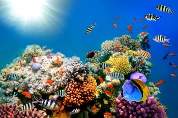Die Unterwasserwelt rund um Krabi Bild 2 -  - mit freundlicher Genehmigung von Depositphotos 