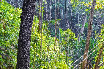 Khao Lak-Lam Ru Nationalpark - Bild 3 - mit freundlicher Genehmigung von Depositphotos 