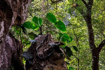 Mae Sap Cave - Bilder von Gerhard Veer - Bild 4 - mit freundlicher Genehmigung von Veer 