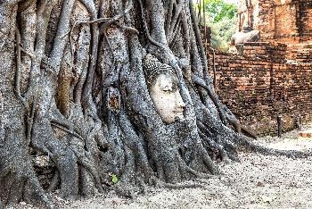 Wat Maha That Ayutthaya - Bild 8 - mit freundlicher Genehmigung von Depositphotos