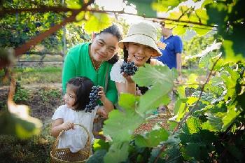 Wein Erntefestival in Hua Hin - Bild 1