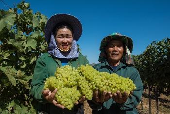 Wein Erntefestival in Hua Hin - Bild 3