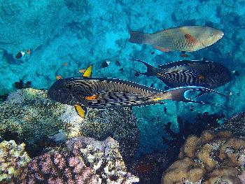Eindruckvolle Unterwasserwelten rund um Krabi