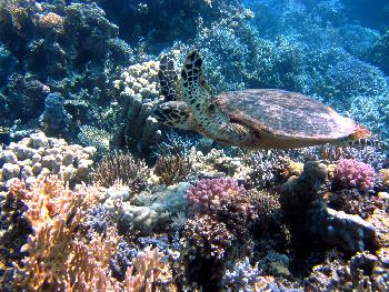 Hervorragende Tauchgebiete rund um Phuket