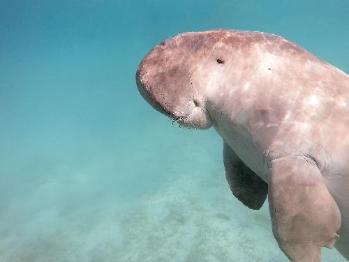 Bild Acht tote Dugongs innerhalb eines Monats an Land gesplt