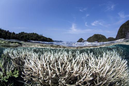 Bild Alarmierende Korallenbleiche in Thailand - Bedrohung mariner kosysteme