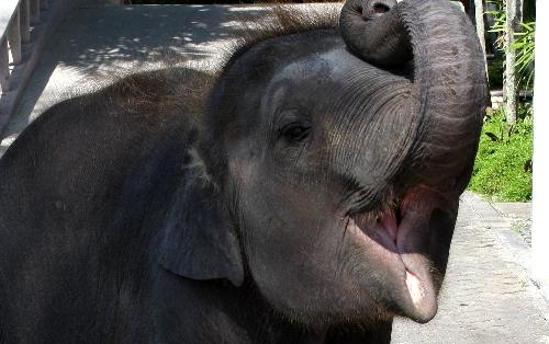 Angeschossenes und schwer verletztes Elefantenbaby Thailand