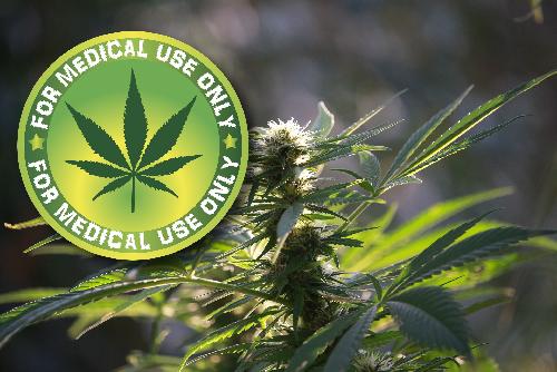 Bild Cannabis zwischen medizinischer Chance und Vorurteilen