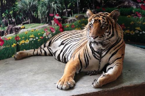 Bild Chiang Ma - 72 Tiger in thailändischem Park durch Virus verendet
