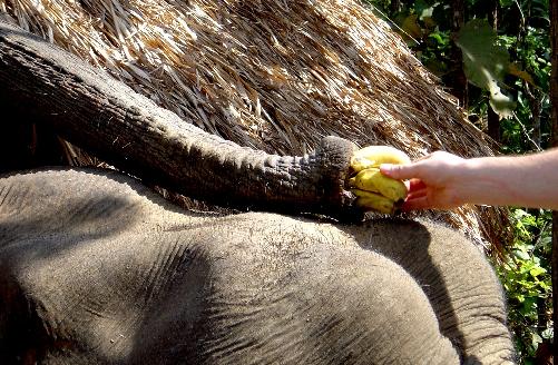 Bild Chiang Mai Elephant Sanctuary in Thailand ausgezeichnet