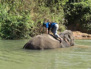 Das Elefantenkrankenhaus von Thailand Thailand