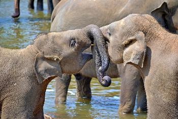 Der Elefantenflsterer Thailand