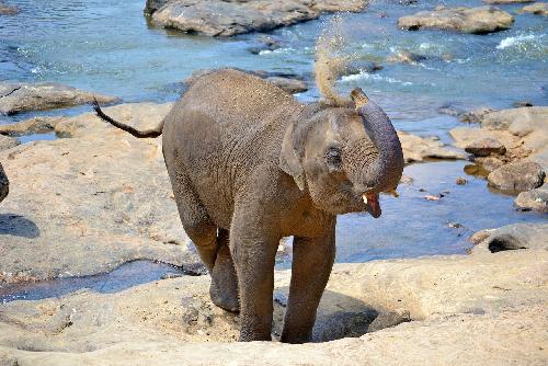 Die Elefanten von Thailand Thailand
