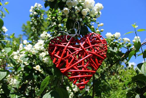 Bild Die Geschichte einer kleinen weißen Blume der Liebe