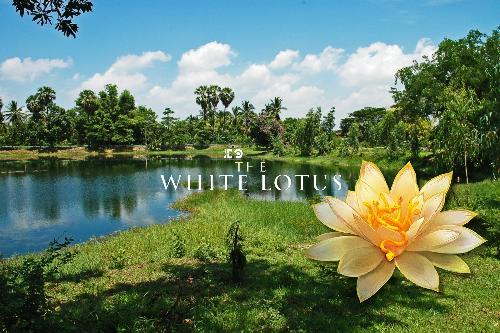 Bild Die White-Lotus-Wirkung: Thailands Tourismus als Gewinner