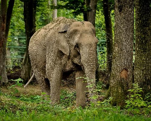 Elefant der einen thailndischen Rentner ttete wurde eingefangen Thailand