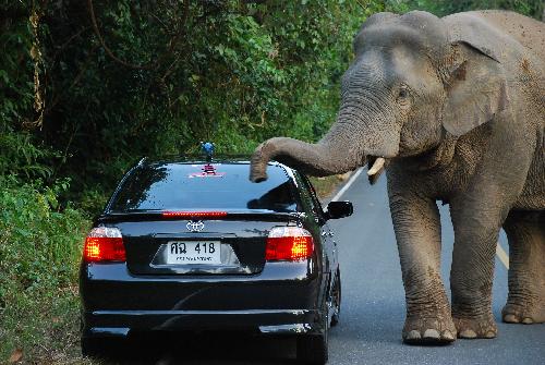 Elefanten bekommen eine Mitfahrgelegenheit Thailand