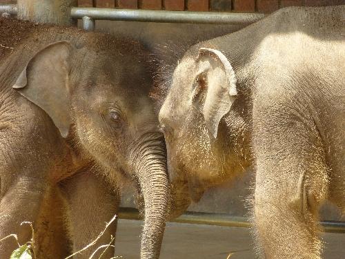 Elefanten in Not - Regierung tatenlos Thailand