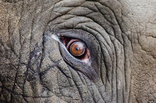 Elefantenbulle an Sepsis durch Gewehrkugeln verendet  Thailand