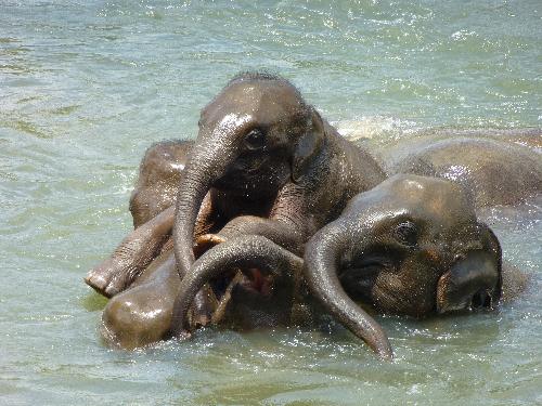 Elefantencamps und Auffangstationen Thailand