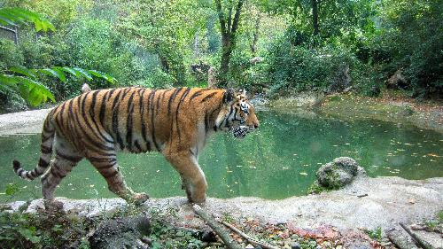 Elf Zootiger finden in Schutzgebiet ein neues Leben Thailand