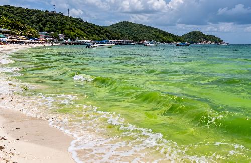 Bild Entwarnung Pattaya: Grünes Meer vor Koh Larn nicht giftig