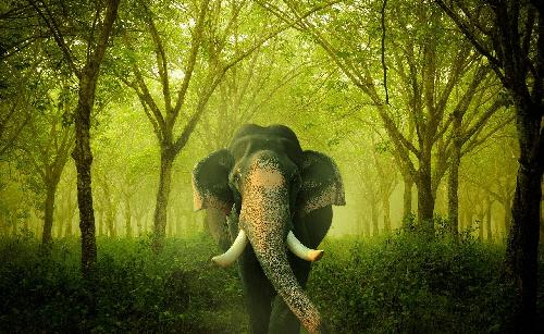 Bild Erneut tdlicher Elefantenangriff im Nam Nao Nationalpark