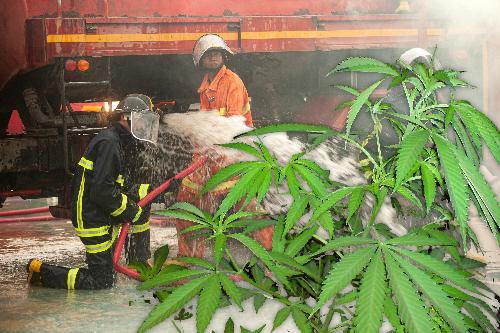 Bild Gras in Flammen - Brand in Cannabis-Farm in Pattaya