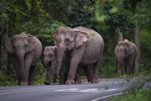 Herde mit 100 Elefanten zurckgetrieben Thailand