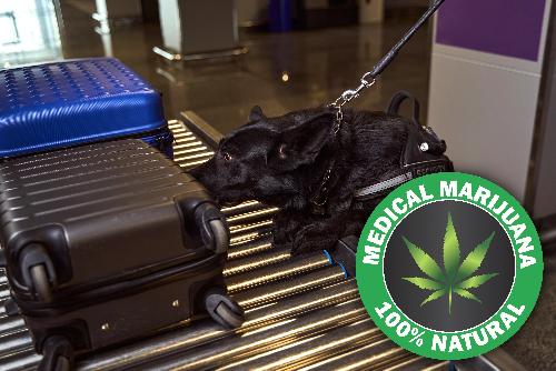 Bild Koffer, Kraut und keine Genialität - Cannabisimporteure vor Gericht